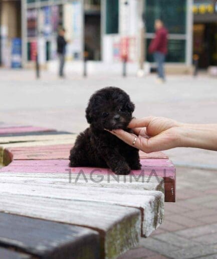 Poodle puppy for sale, dog for sale at Tagnimal