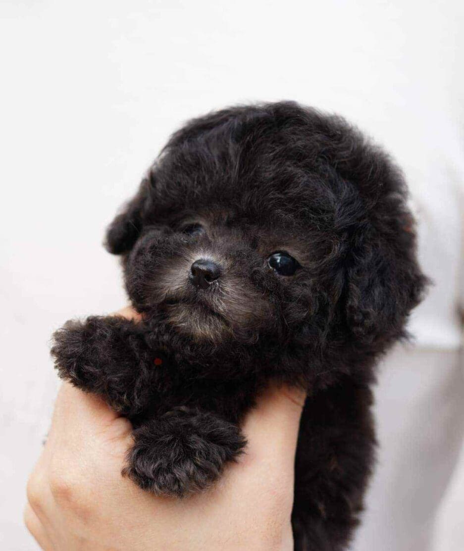 Poodle puppy for sale, dog for sale at Tagnimal