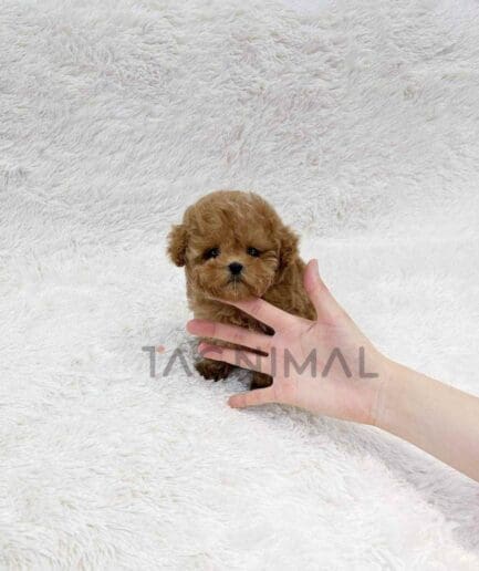 Poodle puppy for sale, dog for sale at Tagnimal