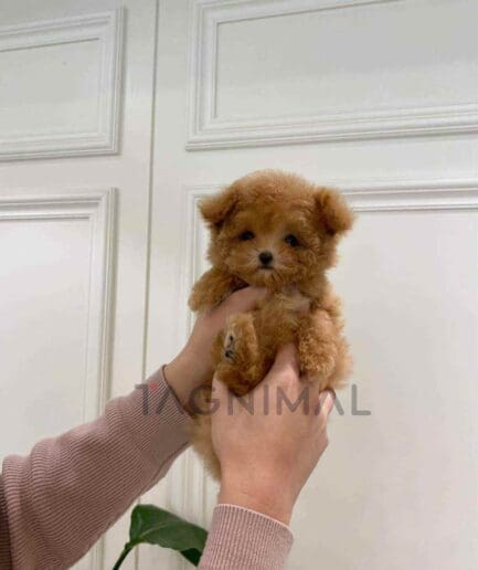 Poodle puppy for sale, dog for sale at Tagnimal