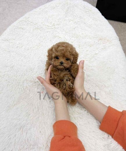 Poodle puppy for sale, dog for sale at Tagnimal