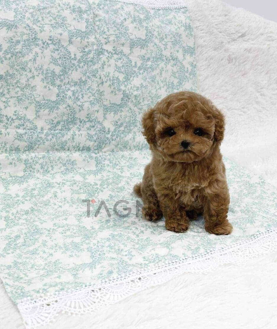 Poodle puppy for sale, dog for sale at Tagnimal