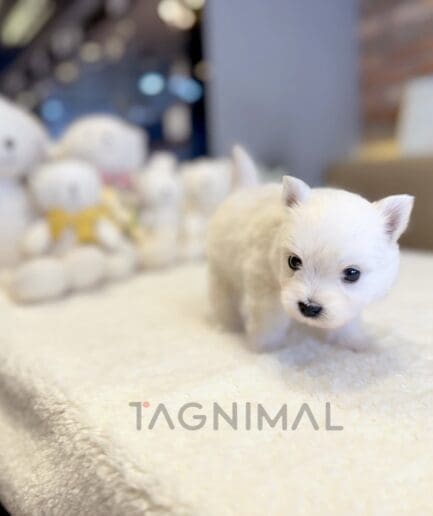 Westie puppy for sale, dog for sale at Tagnimal