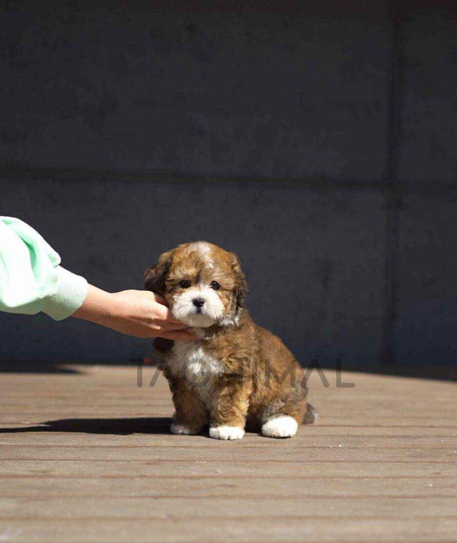 Bernedoodle puppy for sale, dog for sale at Tagnimal