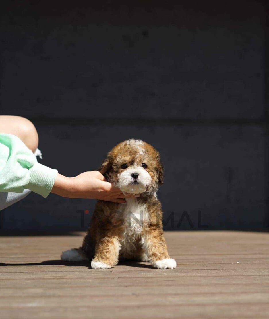 Bernedoodle puppy for sale, dog for sale at Tagnimal