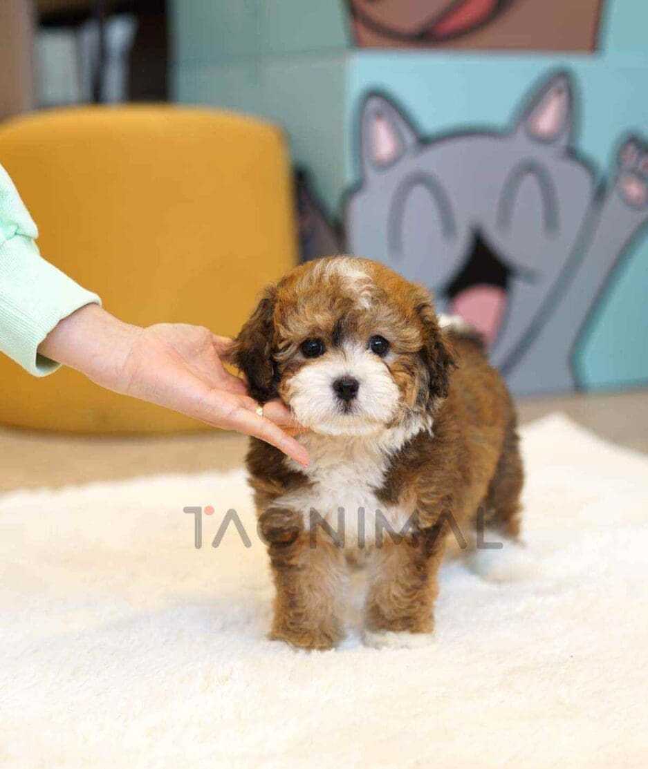 Bernedoodle puppy for sale, dog for sale at Tagnimal