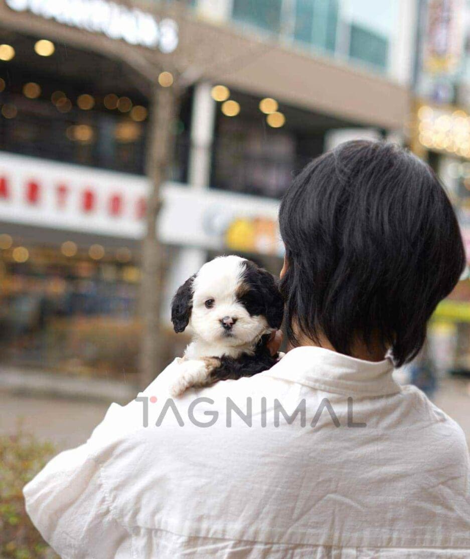 Bernedoodle puppy for sale, dog for sale at Tagnimal