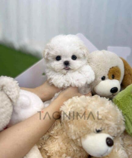 Bichon puppy for sale, dog for sale at Tagnimal