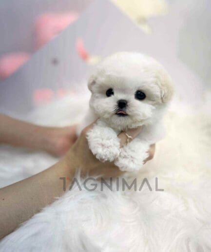 Bichon puppy for sale, dog for sale at Tagnimal