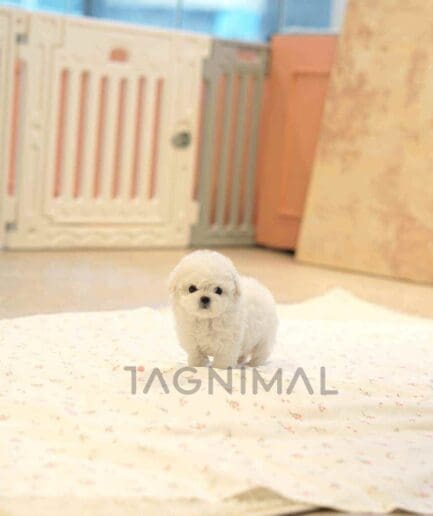 Bichon puppy for sale, dog for sale at Tagnimal