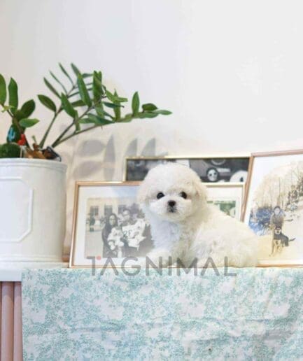 Bichon puppy for sale, dog for sale at Tagnimal