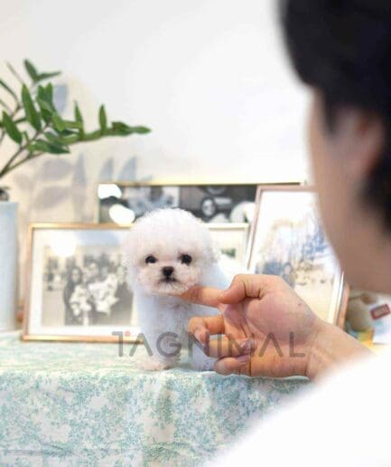 Bichon puppy for sale, dog for sale at Tagnimal