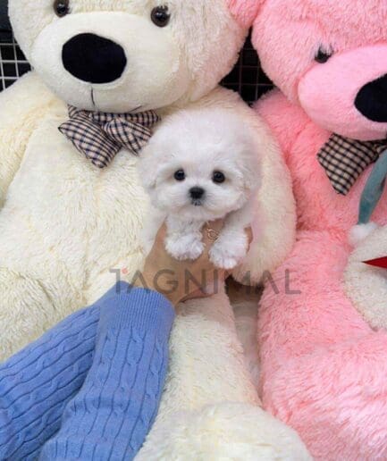 Bichon puppy for sale, dog for sale at Tagnimal