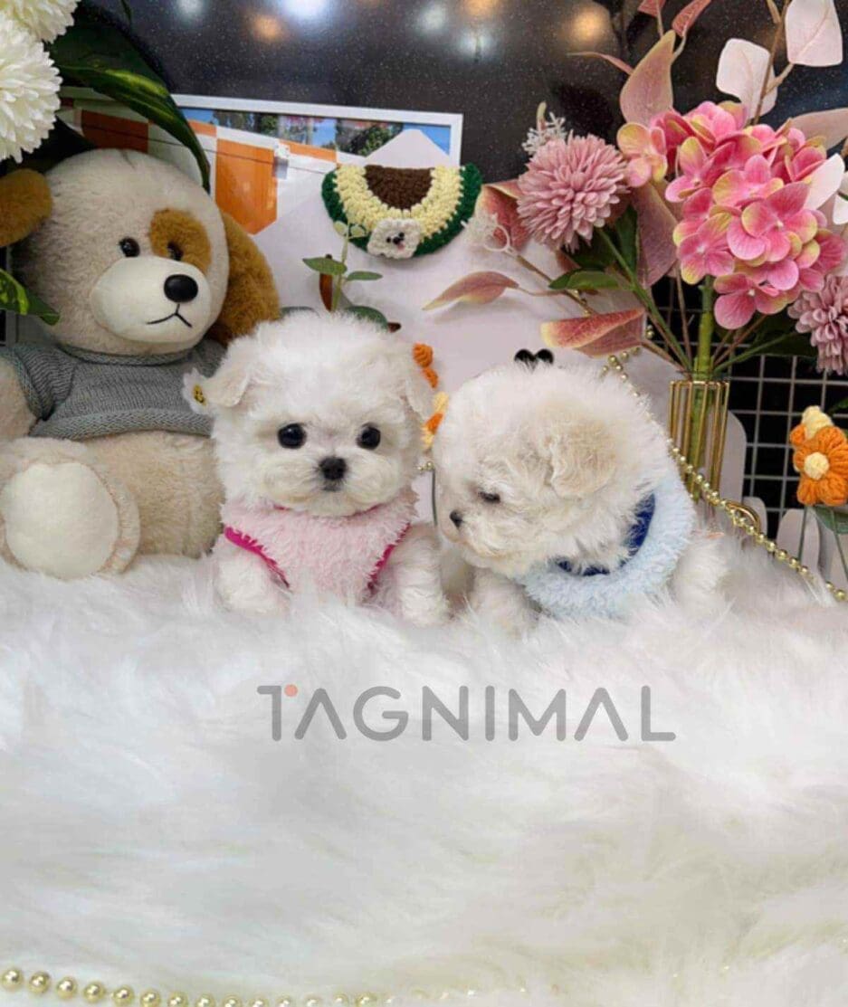 Bichon puppy for sale, dog for sale at Tagnimal