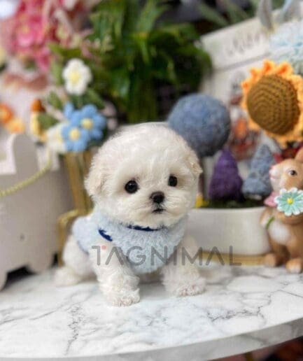 Bichon puppy for sale, dog for sale at Tagnimal