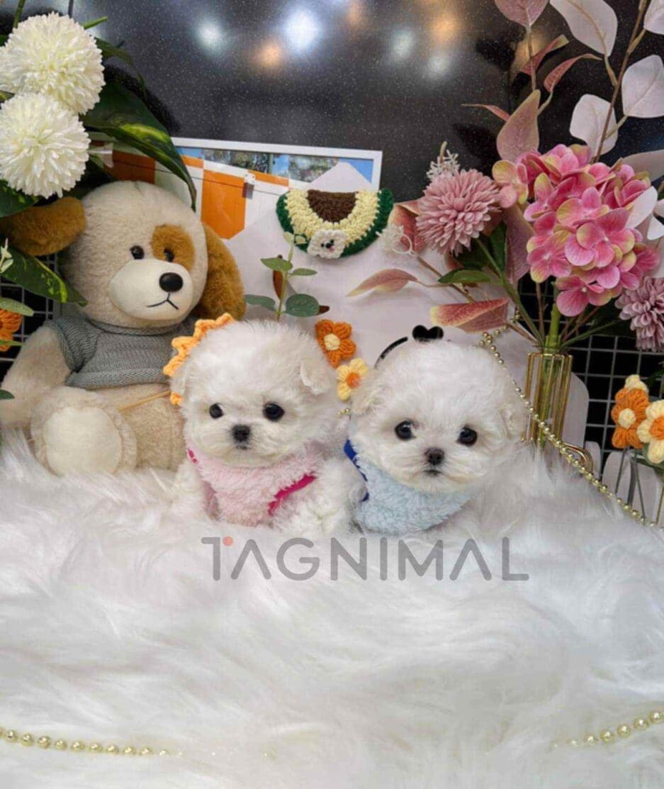 Bichon puppy for sale, dog for sale at Tagnimal