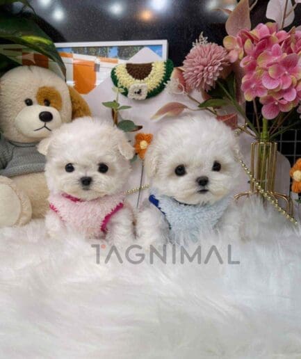 Bichon puppy for sale, dog for sale at Tagnimal