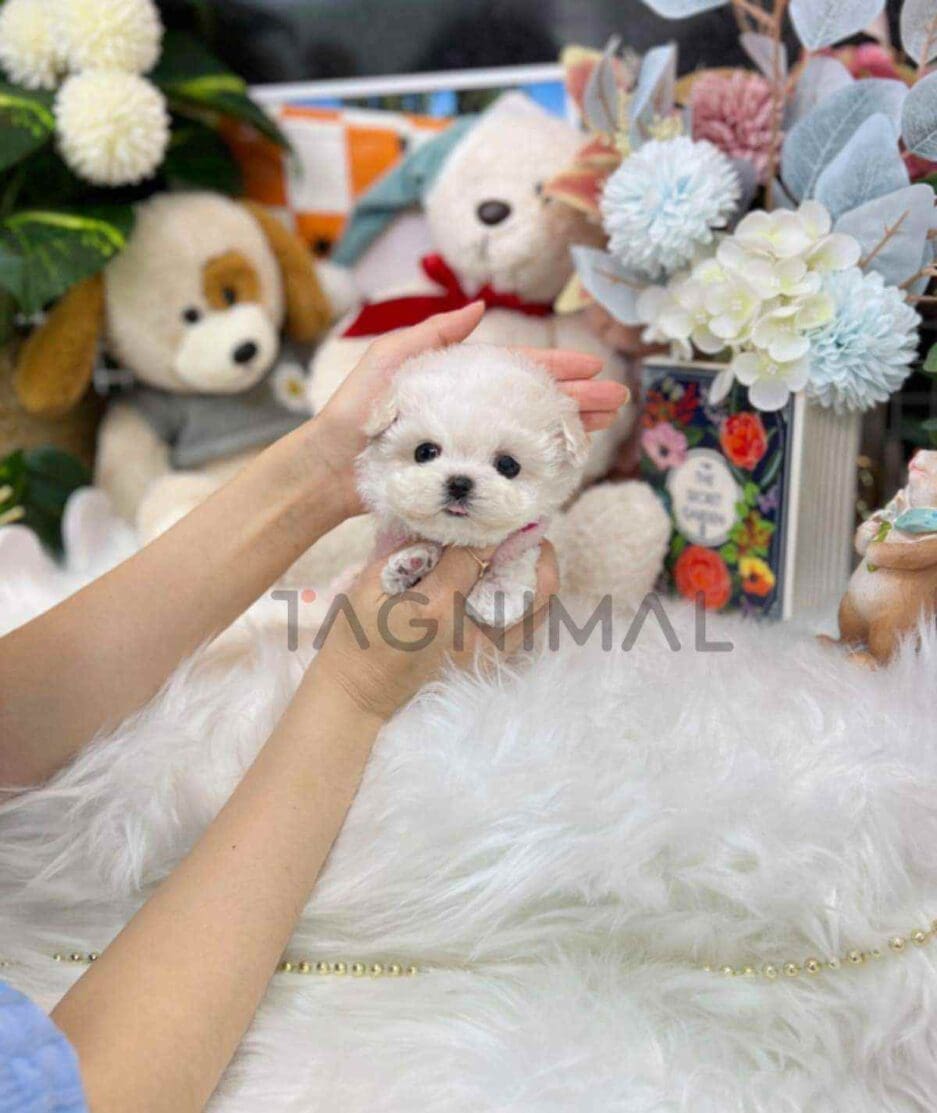 Bichon puppy for sale, dog for sale at Tagnimal