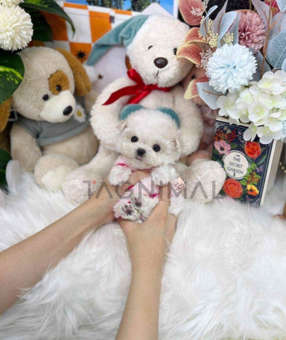 Bichon puppy for sale, dog for sale at Tagnimal