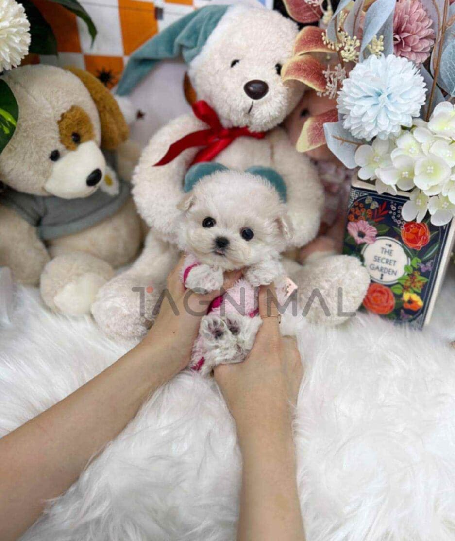 Bichon puppy for sale, dog for sale at Tagnimal