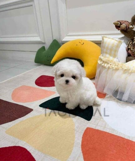 Bichon puppy for sale, dog for sale at Tagnimal