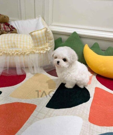 Bichon puppy for sale, dog for sale at Tagnimal