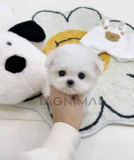 Bichon puppy for sale, dog for sale at Tagnimal