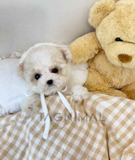 Bichon puppy for sale, dog for sale at Tagnimal