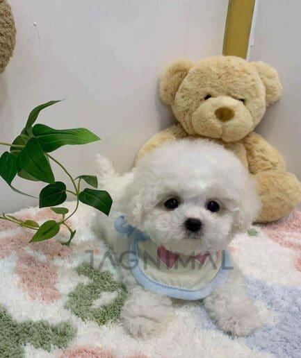 Bichon puppy for sale, dog for sale at Tagnimal