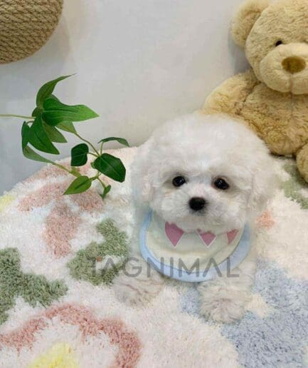 Bichon puppy for sale, dog for sale at Tagnimal