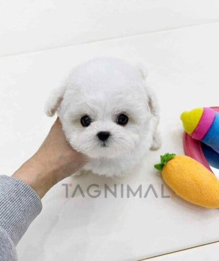 Bichon puppy for sale, dog for sale at Tagnimal