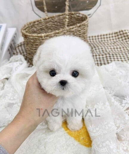 Bichon puppy for sale, dog for sale at Tagnimal