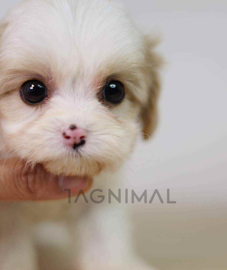 Cavachon puppy for sale, dog for sale at Tagnimal