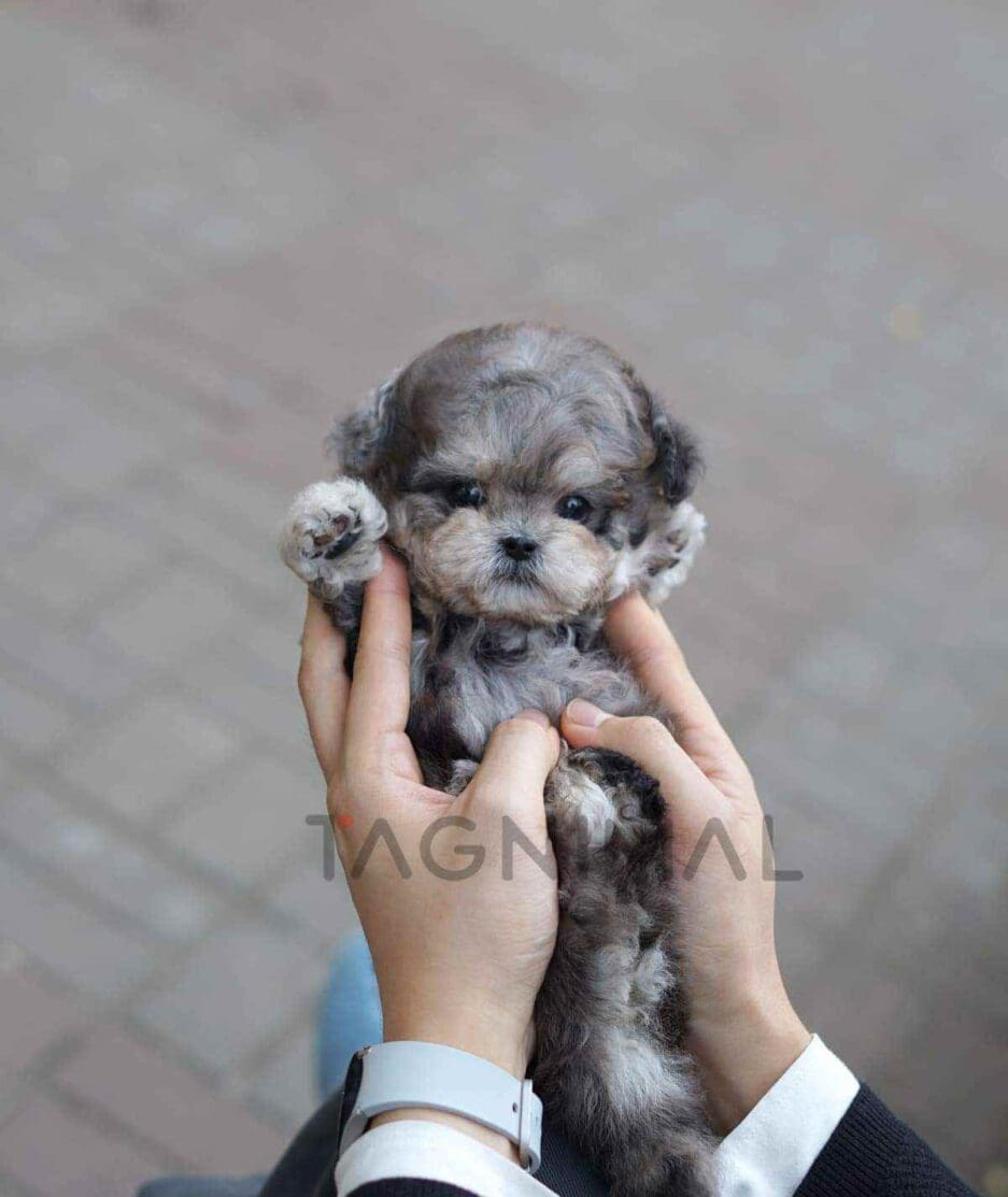 Goldendoodle puppy for sale, dog for sale at Tagnimal