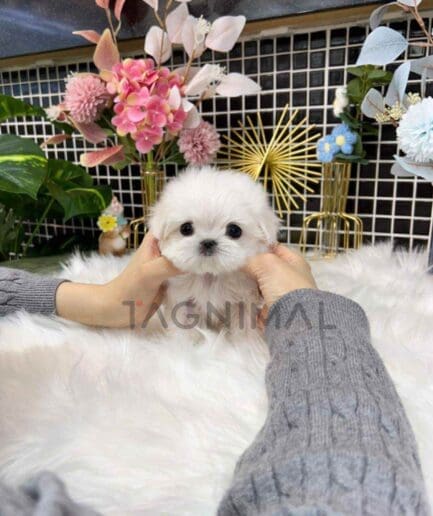 Maltese puppy for sale, dog for sale at Tagnimal