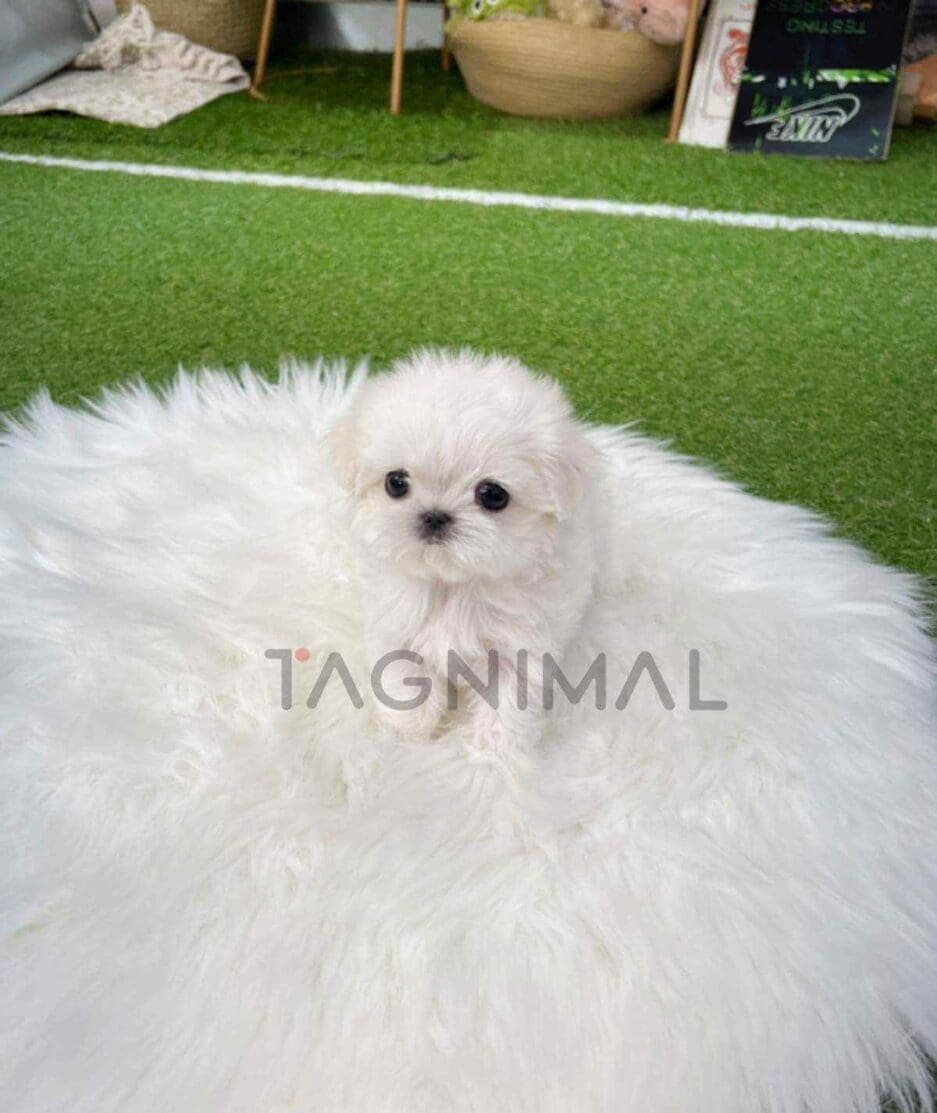 Maltese puppy for sale, dog for sale at Tagnimal