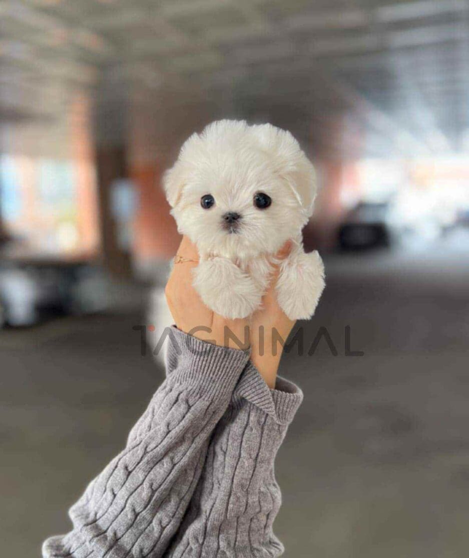 Maltese puppy for sale, dog for sale at Tagnimal