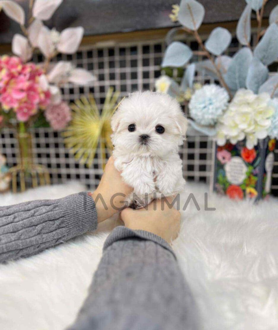 Maltese puppy for sale, dog for sale at Tagnimal