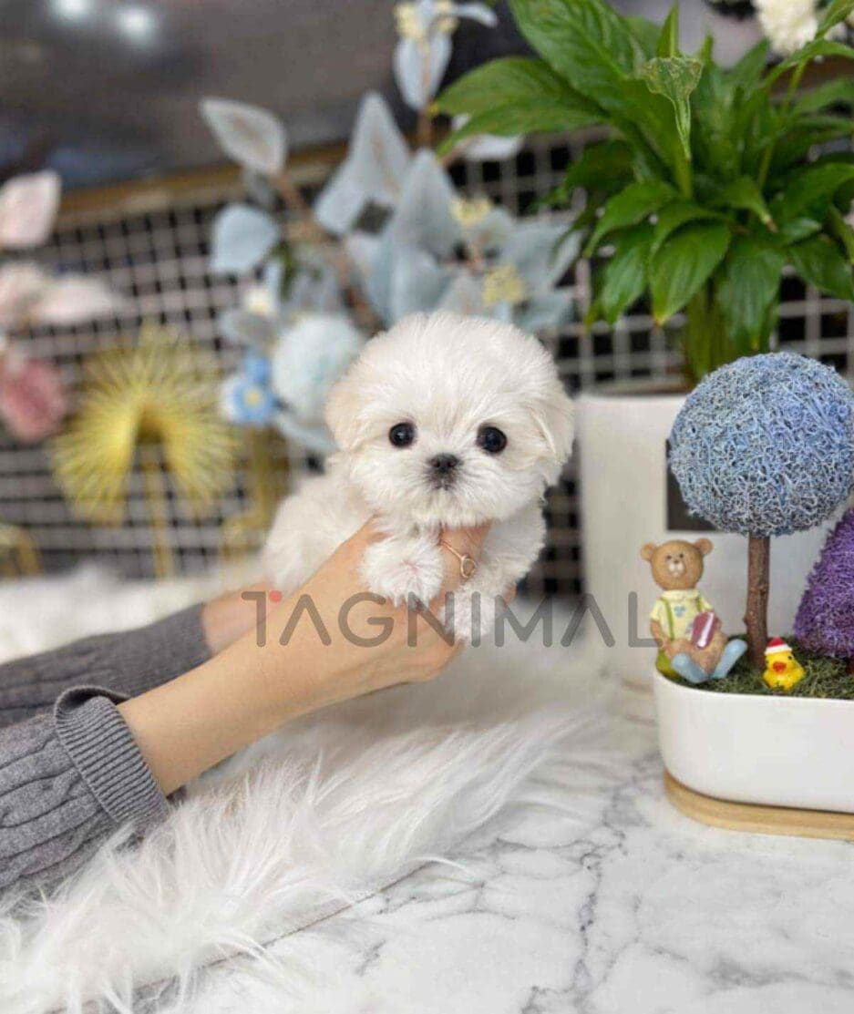 Maltese puppy for sale, dog for sale at Tagnimal