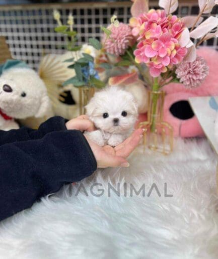 Maltese puppy for sale, dog for sale at Tagnimal