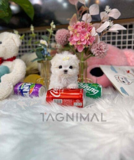 Maltese puppy for sale, dog for sale at Tagnimal