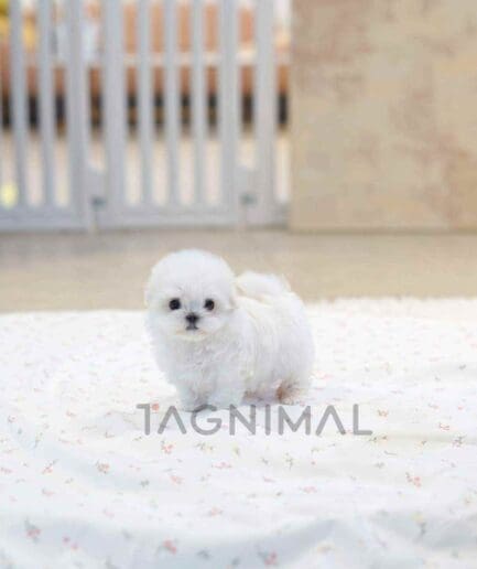 Maltese puppy for sale, dog for sale at Tagnimal