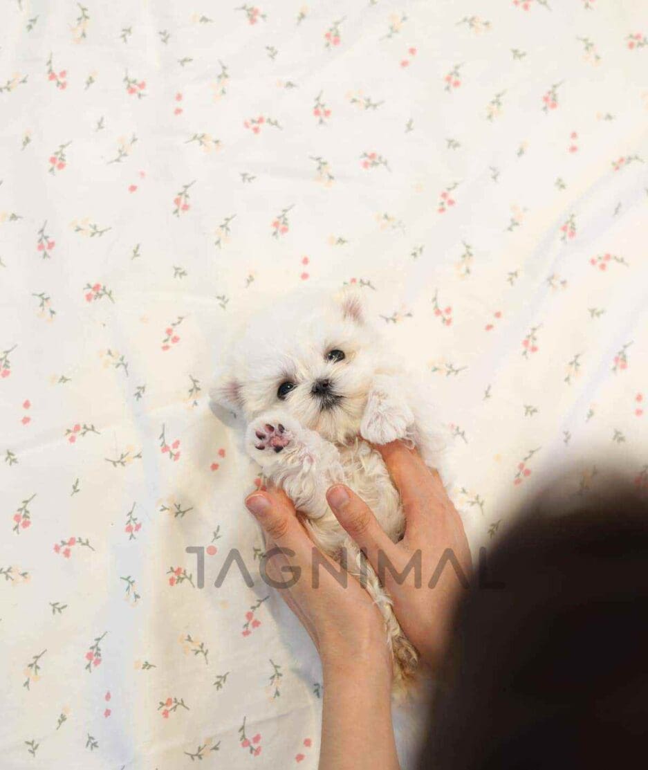 Maltese puppy for sale, dog for sale at Tagnimal