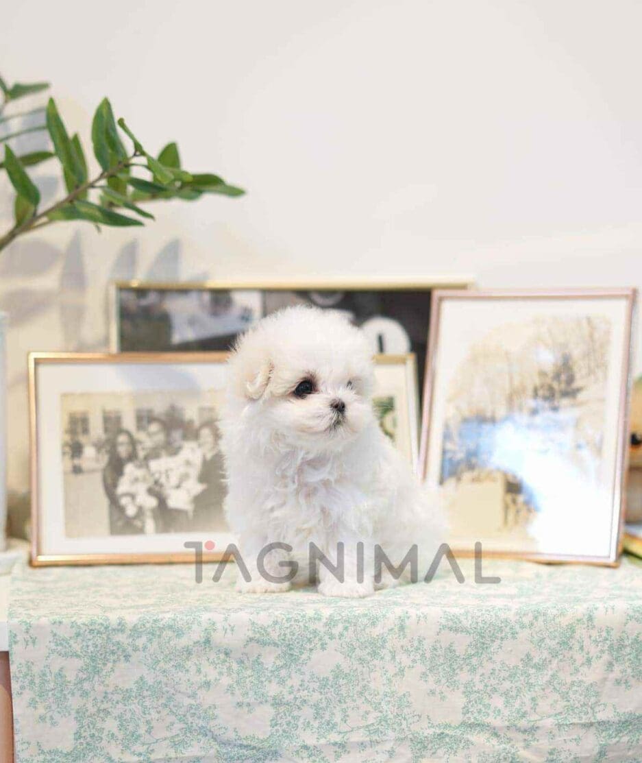 Maltese puppy for sale, dog for sale at Tagnimal