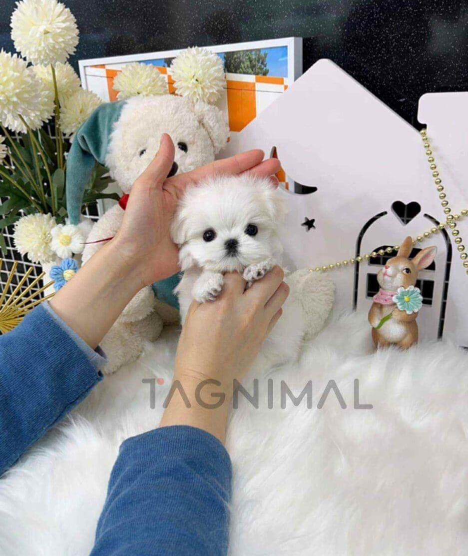 Maltese puppy for sale, dog for sale at Tagnimal