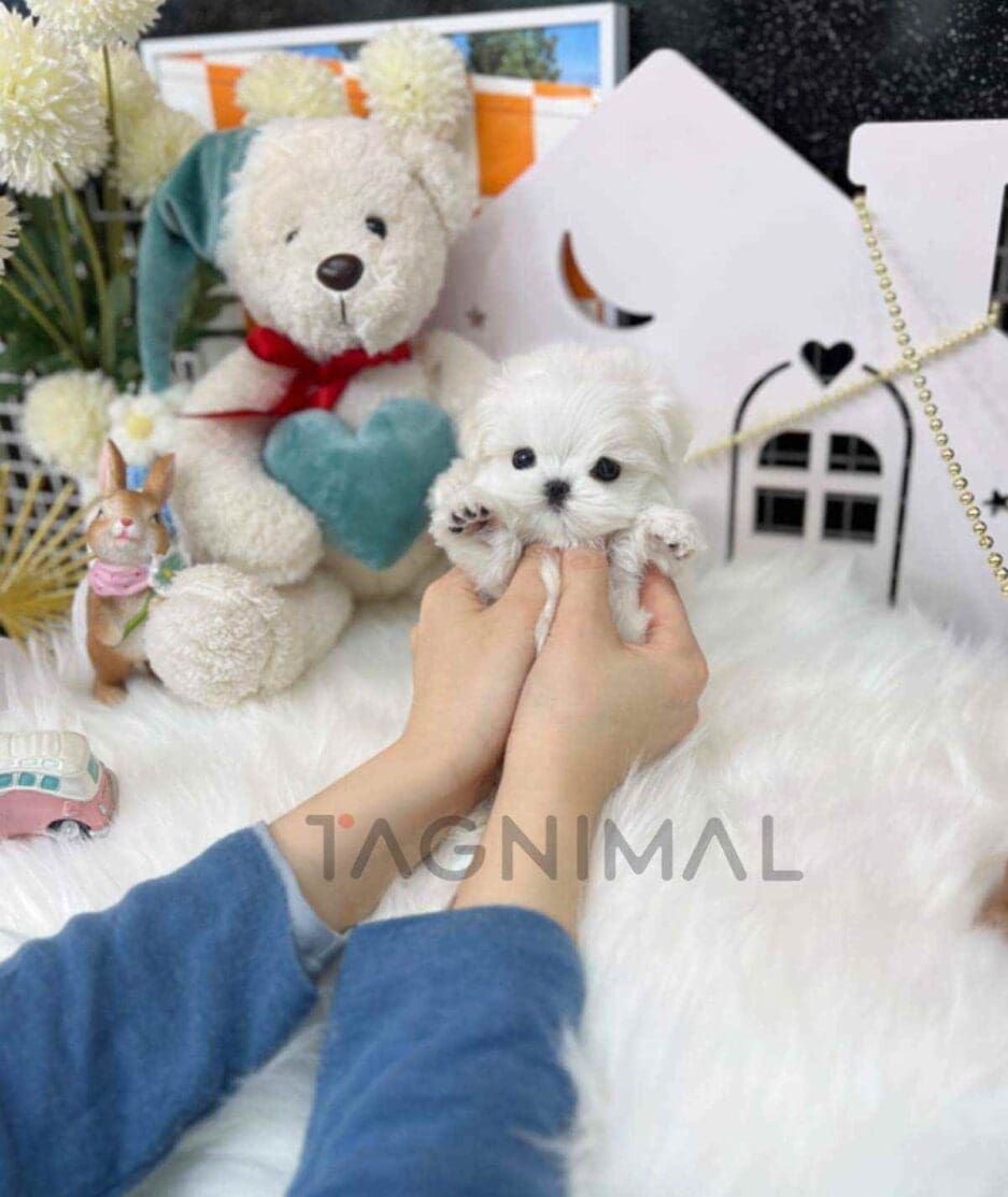 Maltese puppy for sale, dog for sale at Tagnimal