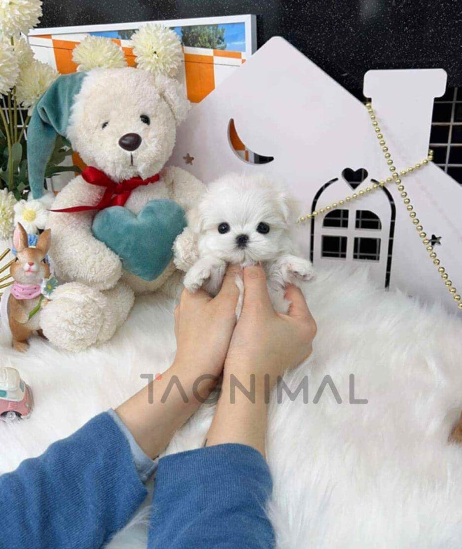 Maltese puppy for sale, dog for sale at Tagnimal