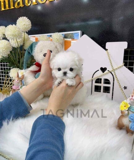 Maltese puppy for sale, dog for sale at Tagnimal