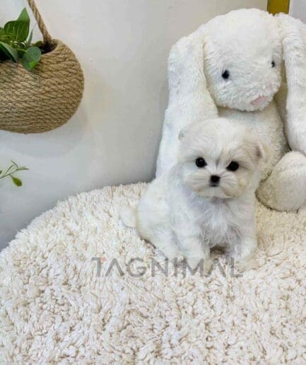 Maltese puppy for sale, dog for sale at Tagnimal