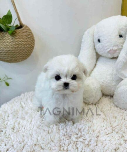 Maltese puppy for sale, dog for sale at Tagnimal